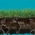 Leben fängt beim Boden an. Böden dienen nicht nur der Produktion von Nahrungs- und Futtermitteln und nachwachsenden Rohstoffen. Böden binden Nährstoffe und sind einer der größten Kohlenstoffspeicher der Welt. Böden reinigen und speichern Wasser und sind ein wichtiger Baustein für den Hochwasserschutz.