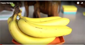 Happy Banana
