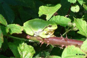 Amphibien im Kreis Minden-Lübbecke